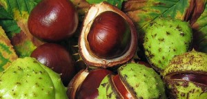 castano-de-indias-semilla