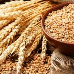 ¿Qué es el trigo burgol?