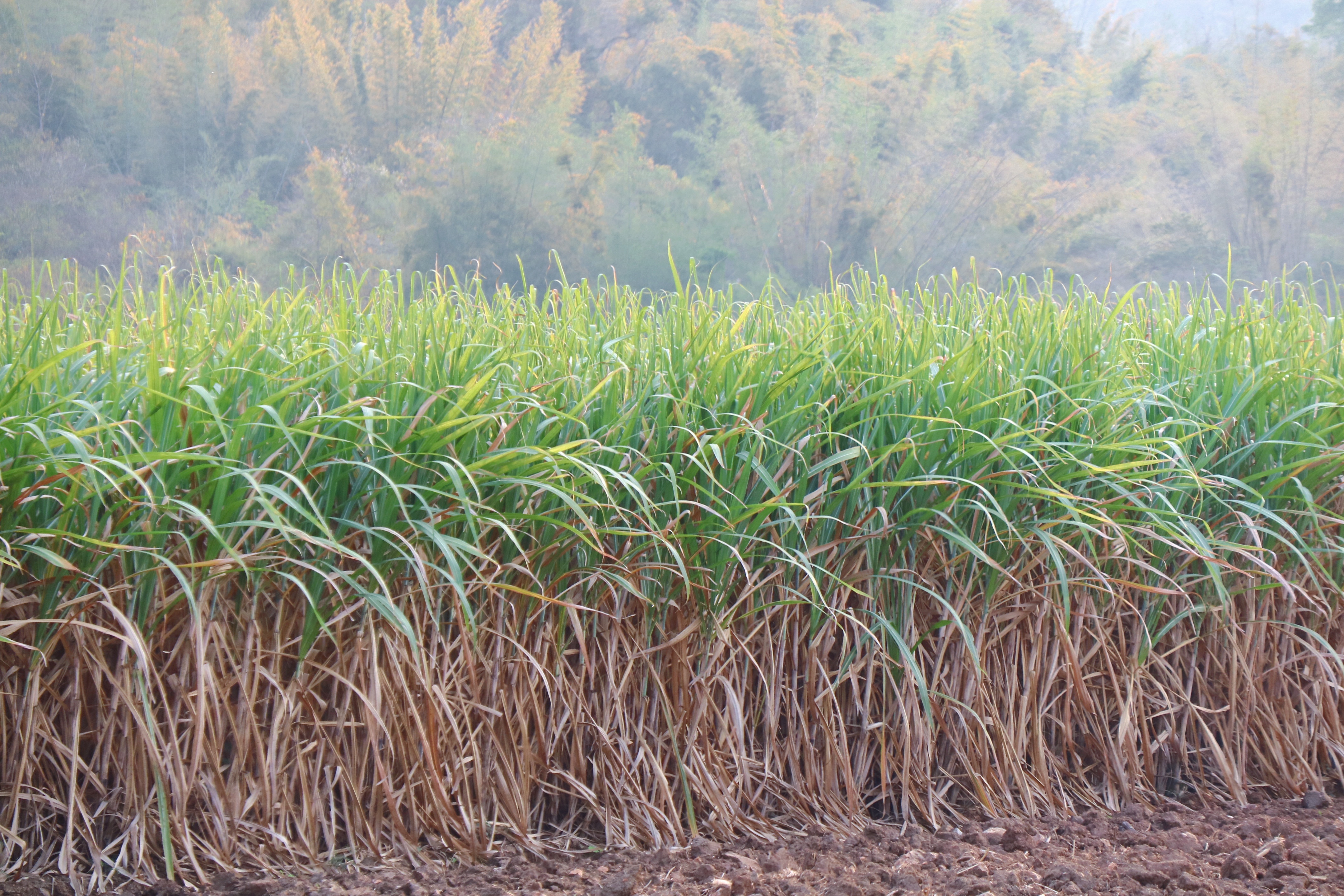 Б сахарный тростник. Сахарный тростник в Египте. Сахарный тростник дикий. Плантации сахарного тростника. Сахарный тростник растение.
