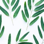 Los Beneficios Secretos del Germen de Trigo