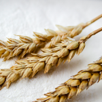 ¿Qué es el gluten de trigo?