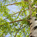 Principales beneficios para la salud del Hisopo