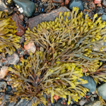 Levadura nutricional: Qué es y cuáles son sus beneficios